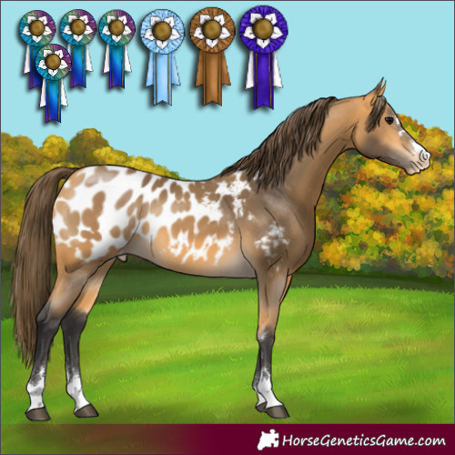 Horse Color:Buckskin Blanket