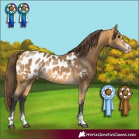 Horse Color:Buckskin Blanket 