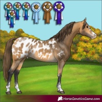 Horse Color:Buckskin Blanket