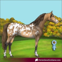 Horse Color:Buckskin Appaloosa 