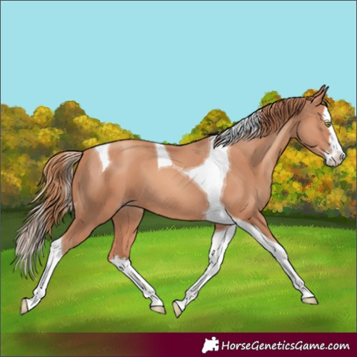 Horse Color:Gold Champagne Splash Tobiano 