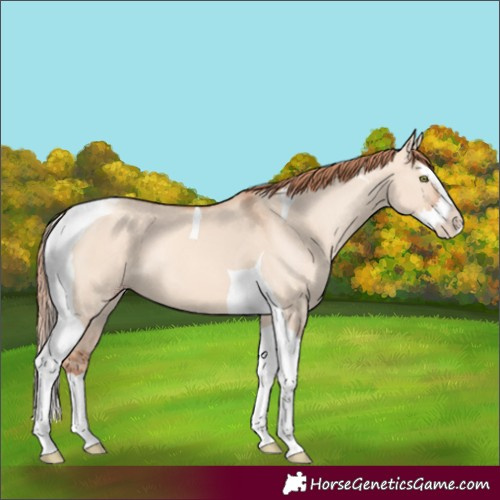 Horse Color:Gold Champagne Dun Splash Tobiano 
