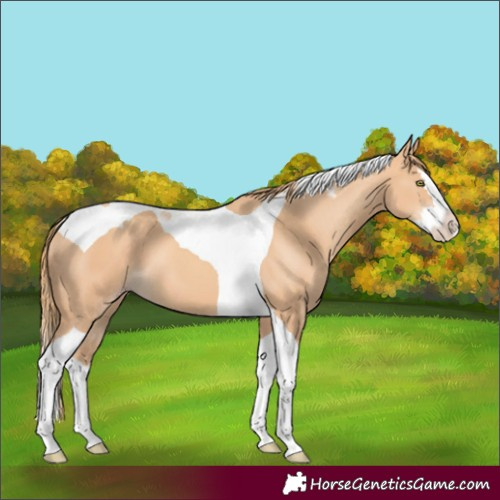 Horse Color:Gold Champagne Splash Tobiano 