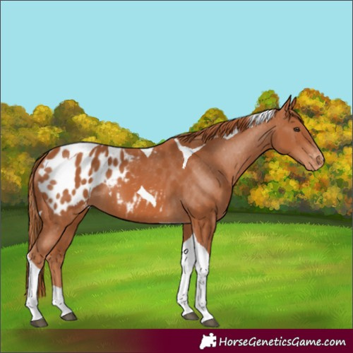 Horse Color:Chestnut Tobiano Appaloosa 