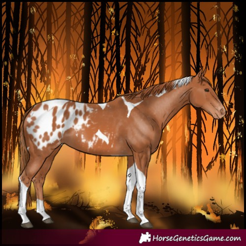 Horse Color:Chestnut Tobiano Blanket 