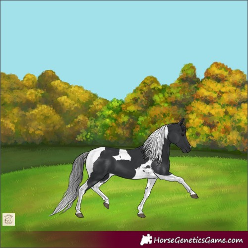 Horse Color:Black Tobiano