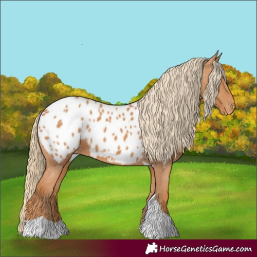 Horse Color:Chestnut Tobiano Appaloosa