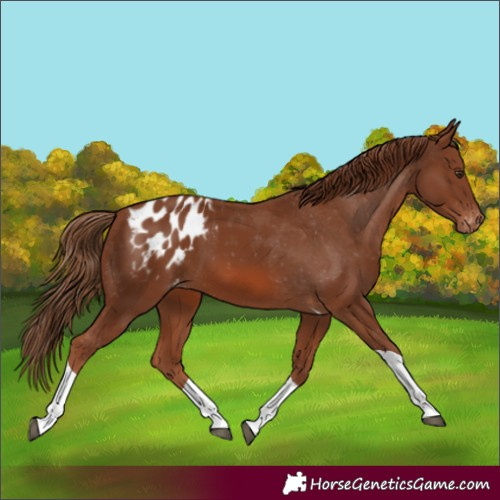 Horse Color:Chestnut Tobiano Appaloosa