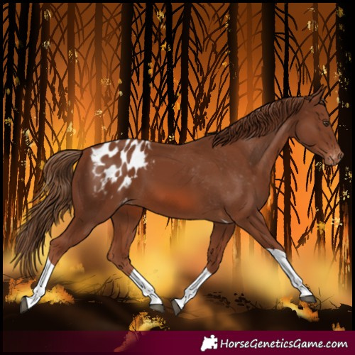 Horse Color:Chestnut Tobiano Blanket