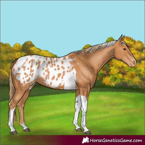 Horse Color:Chestnut Tobiano Appaloosa