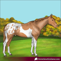 Horse Color:Chestnut Tobiano Blanket 
