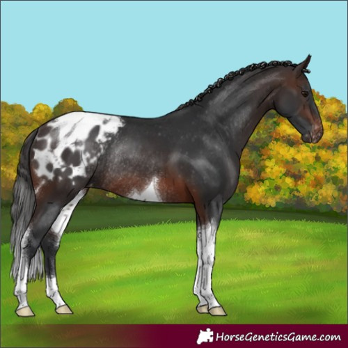 Horse Color:Brown Tobiano Appaloosa Rabicano 