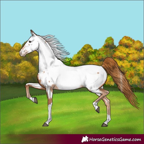 Horse Color:Unknown 