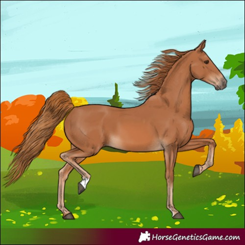 Horse Color:Chestnut 