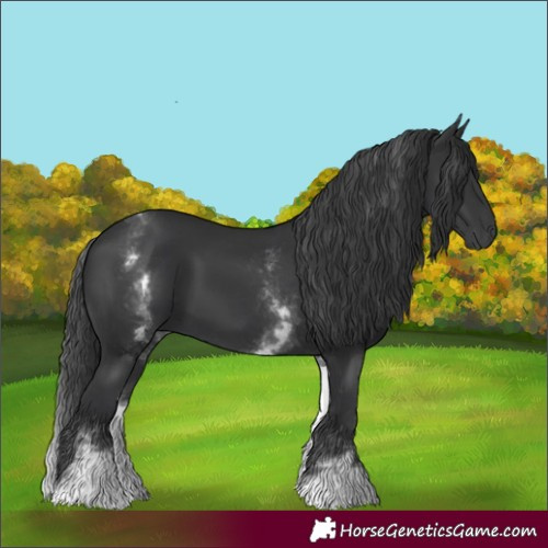 Horse Color:White Spotted Black 
