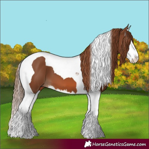 Horse Color:Chestnut Splash Tobiano 