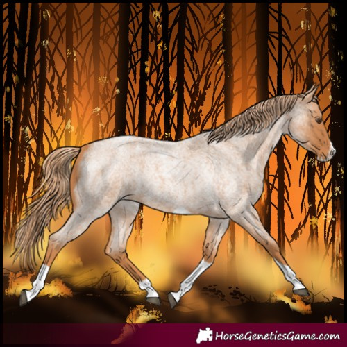 Horse Color:Red Roan Splash Tobiano 