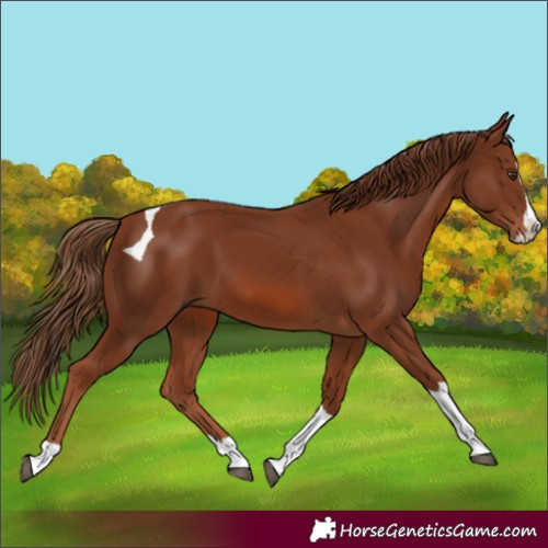 Horse Color:Chestnut Splash Tobiano 