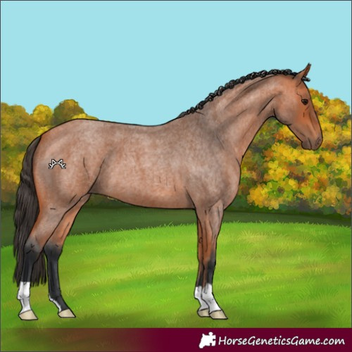 Horse Color:Bay Roan 