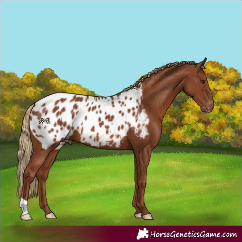 Horse Color:Chestnut Blanket