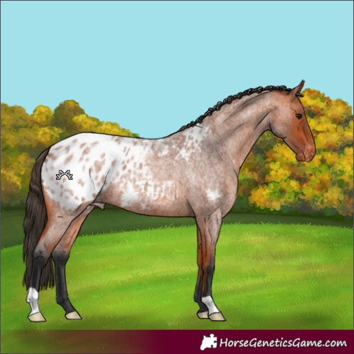 Horse Color:Bay Roan Blanket