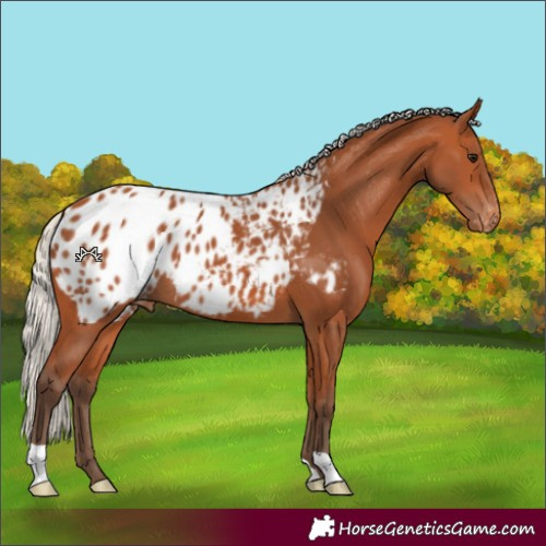 Horse Color:Silver Bay Blanket 