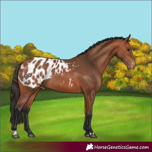 Horse Color:Bay Blanket 