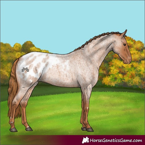 Horse Color:Red Roan Blanket