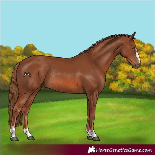 Horse Color:Chestnut Rabicano 