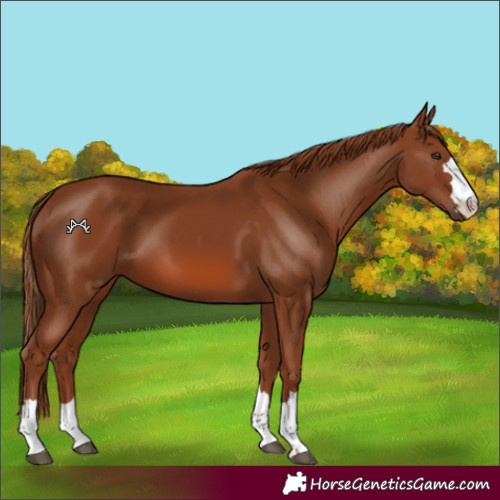 Horse Color:Chestnut 