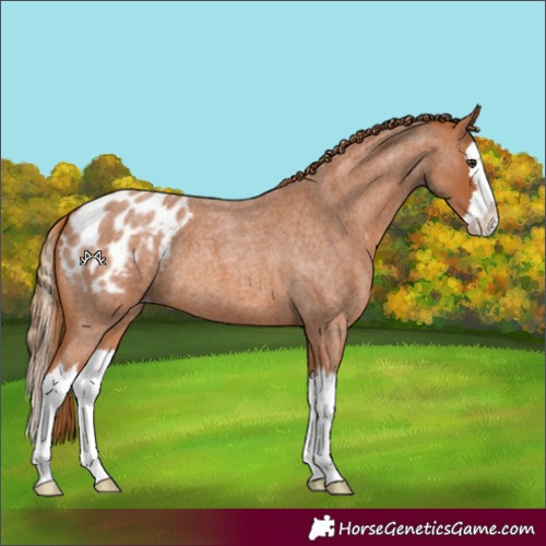 Horse Color:Red Roan Splash Blanket