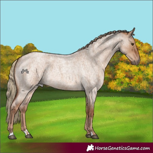 Horse Color:Red Dun Roan 