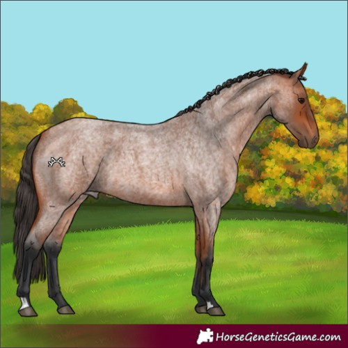 Horse Color:Bay Roan 
