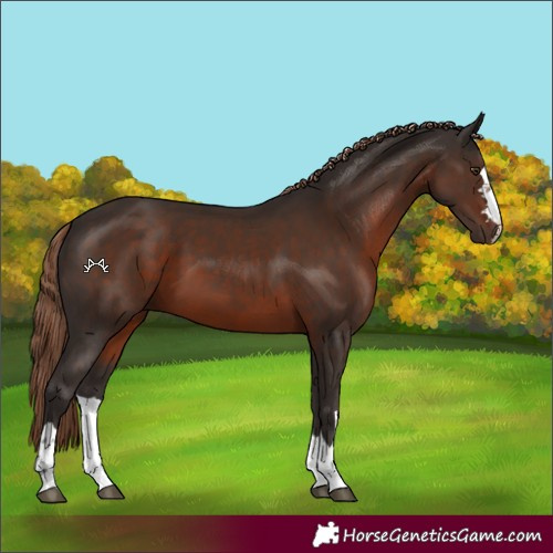 Horse Color:Liver Chestnut