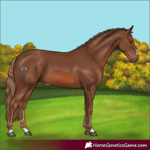 Horse Color:Chestnut 