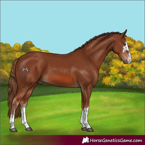 Horse Color:Chestnut 