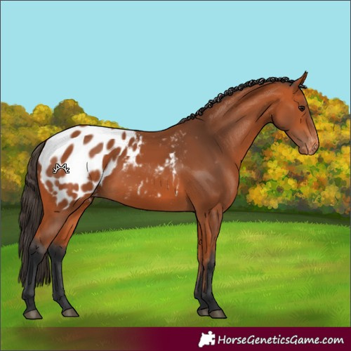 Horse Color:Bay Blanket