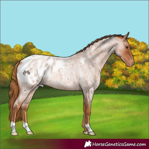 Horse Color:Red Roan Appaloosa 