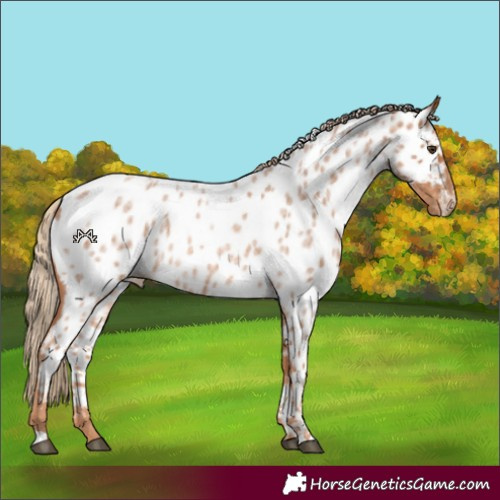 Horse Color:Red Roan Appaloosa 