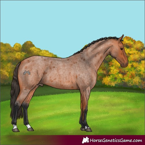 Horse Color:Bay Roan 