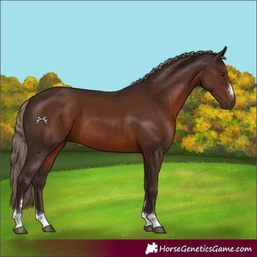 Horse Color:Liver Chestnut