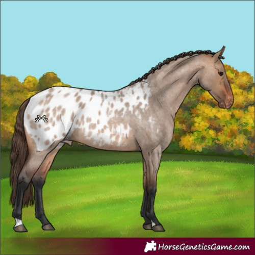 Horse Color:Bay Roan Dun Appaloosa 