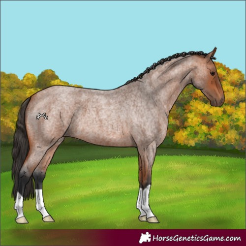 Horse Color:Bay Roan 