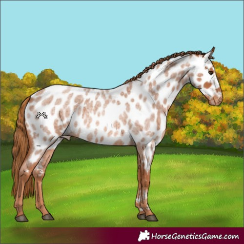 Horse Color:Red Roan Near Leopard 
