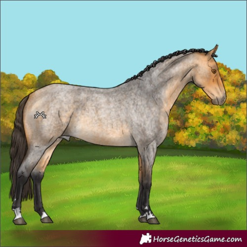 Horse Color:Buckskin Roan