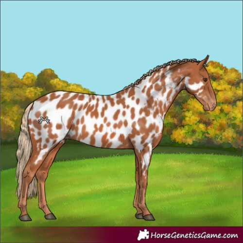 Horse Color:Chestnut Near Leopard 