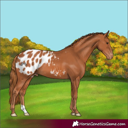 Horse Color:Chestnut Blanket