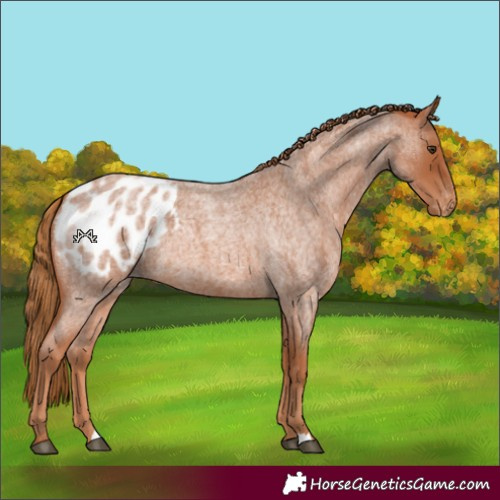 Horse Color:Red Roan Blanket 