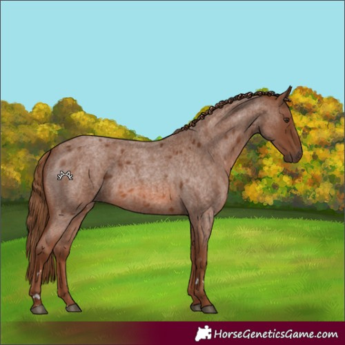 Horse Color:Red Roan 