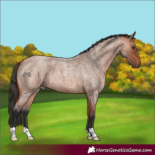 Horse Color:Bay Roan 
